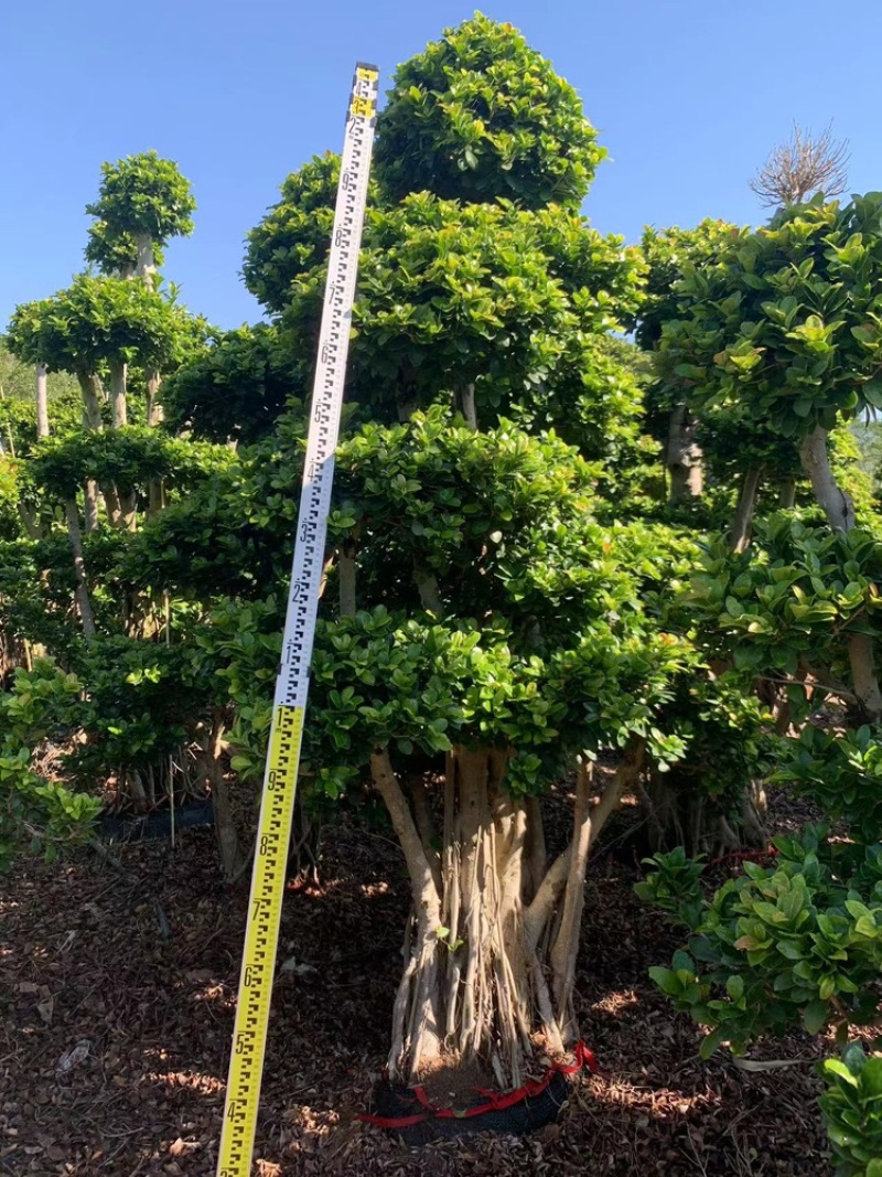 造型榕树高度2米及以下