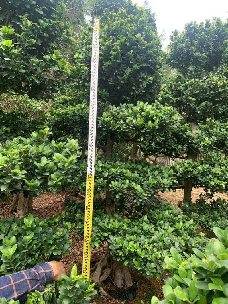 造型榕树高度2米及以下