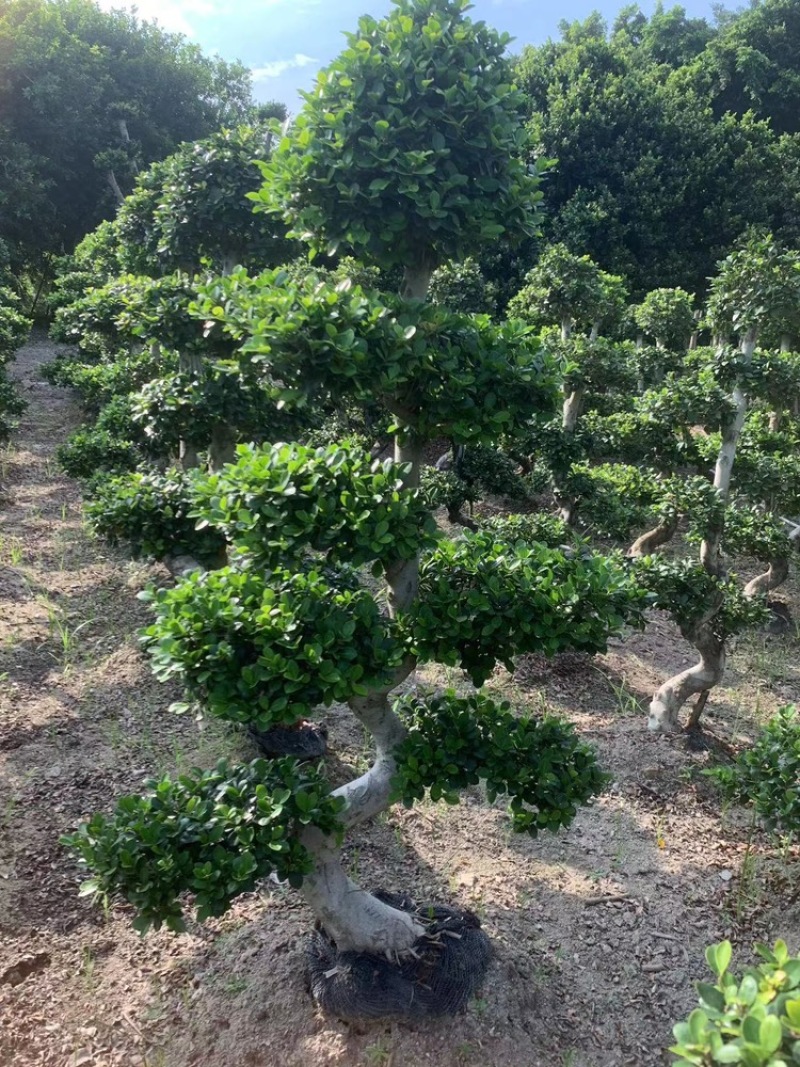 造型榕树