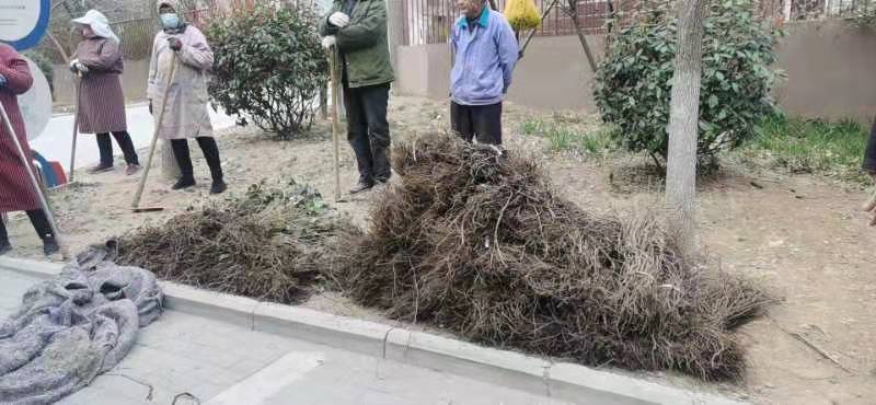 基地供应爬山虎，可实地看苗