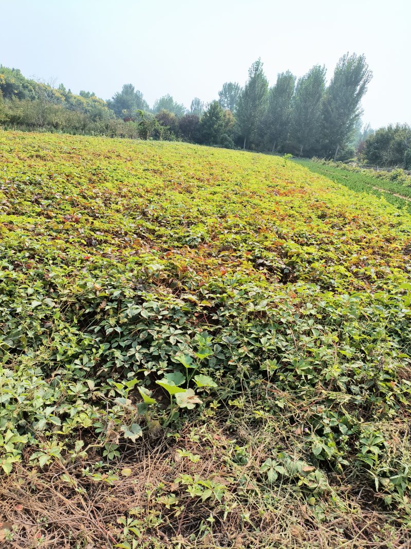 基地供应爬山虎，可实地看苗