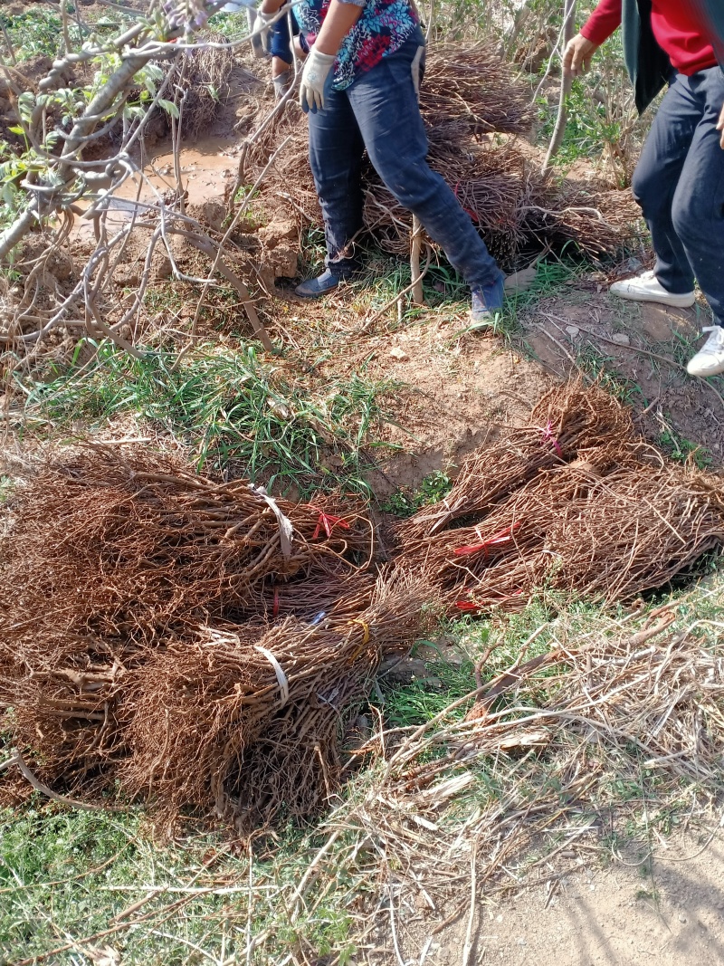 基地供应爬山虎，可实地看苗