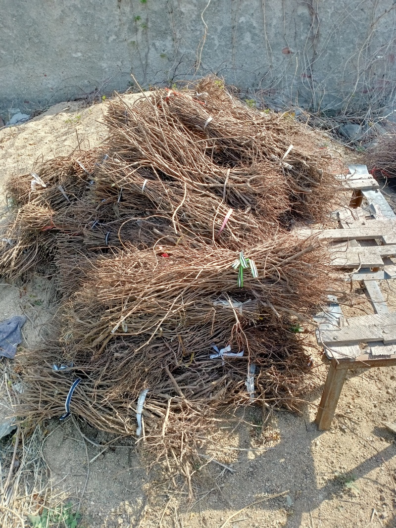 基地供应爬山虎，可实地看苗
