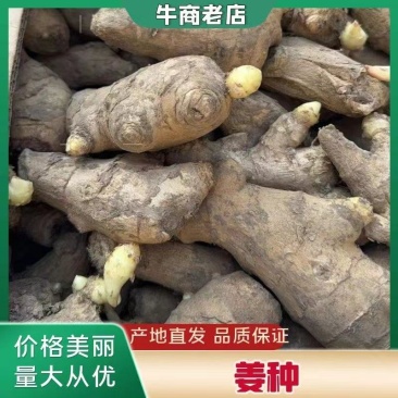 【热销中】山东姜种产地直销价格