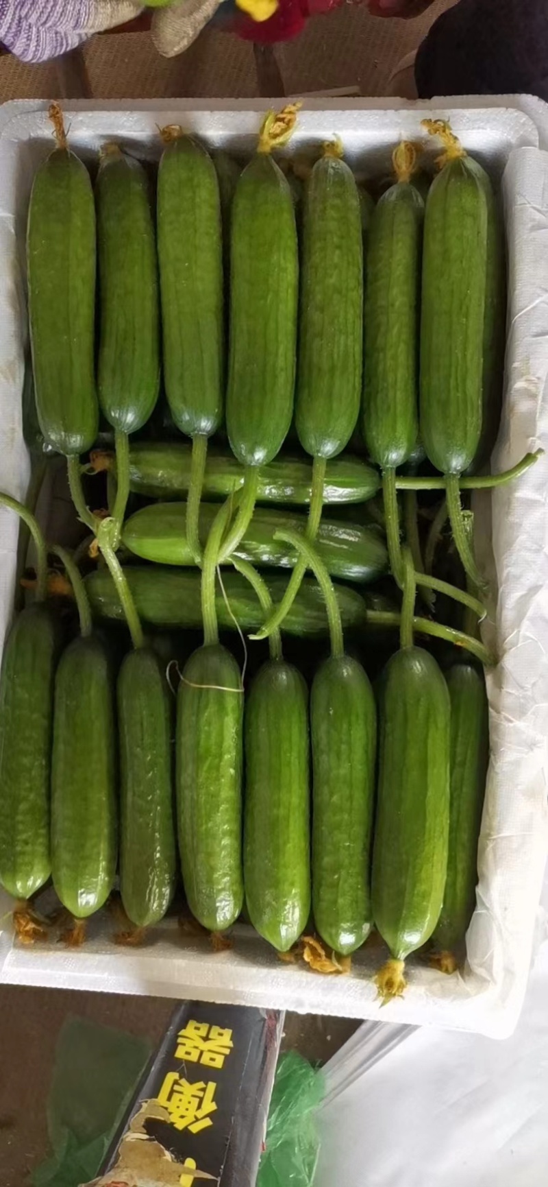 精品水果黄瓜