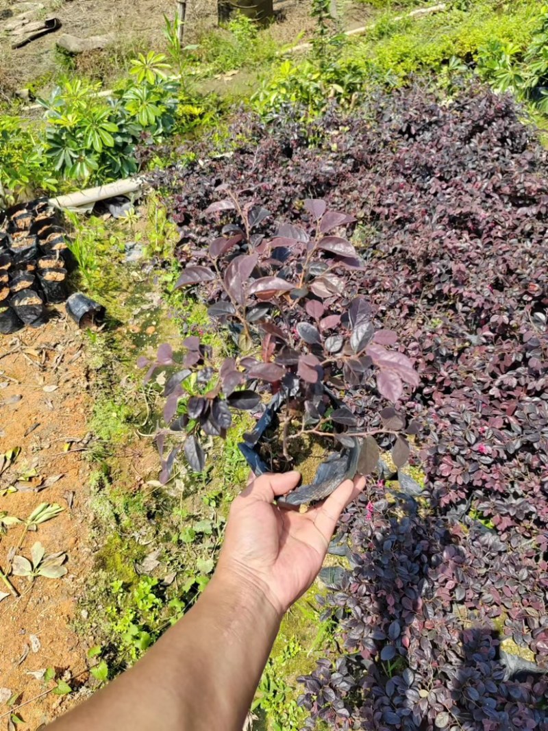 红花继木小袋中袋布袋基地直销规格齐全欢迎老板来电咨询