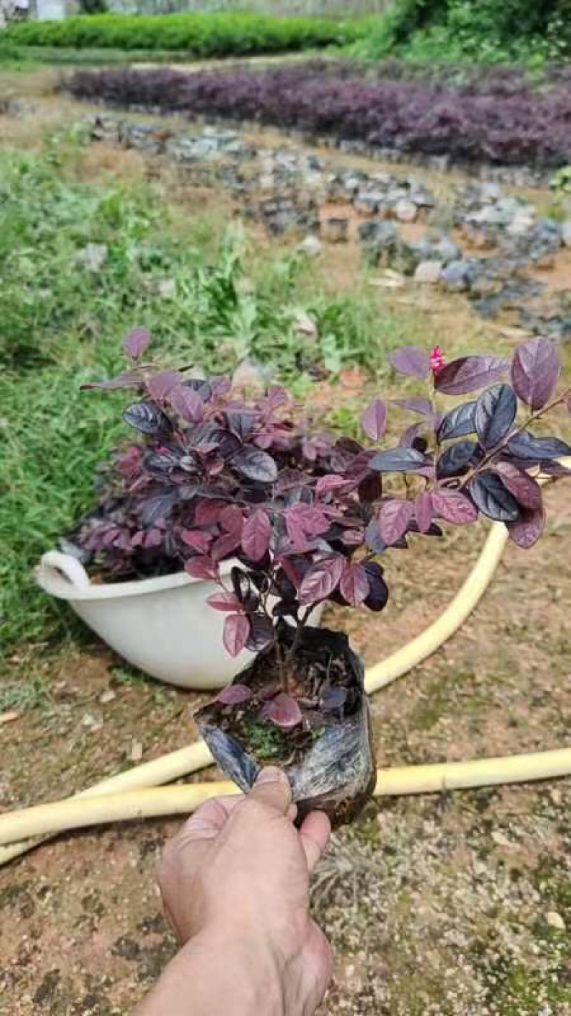 红花继木小袋中袋布袋基地直销规格齐全欢迎老板来电咨询