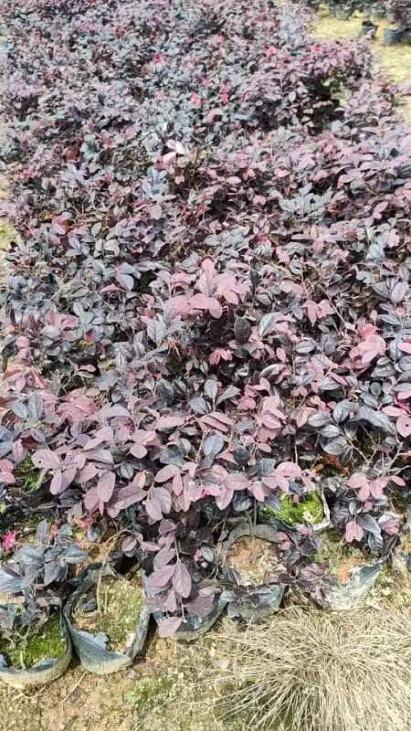 红花继木小袋中袋布袋基地直销规格齐全欢迎老板来电咨询