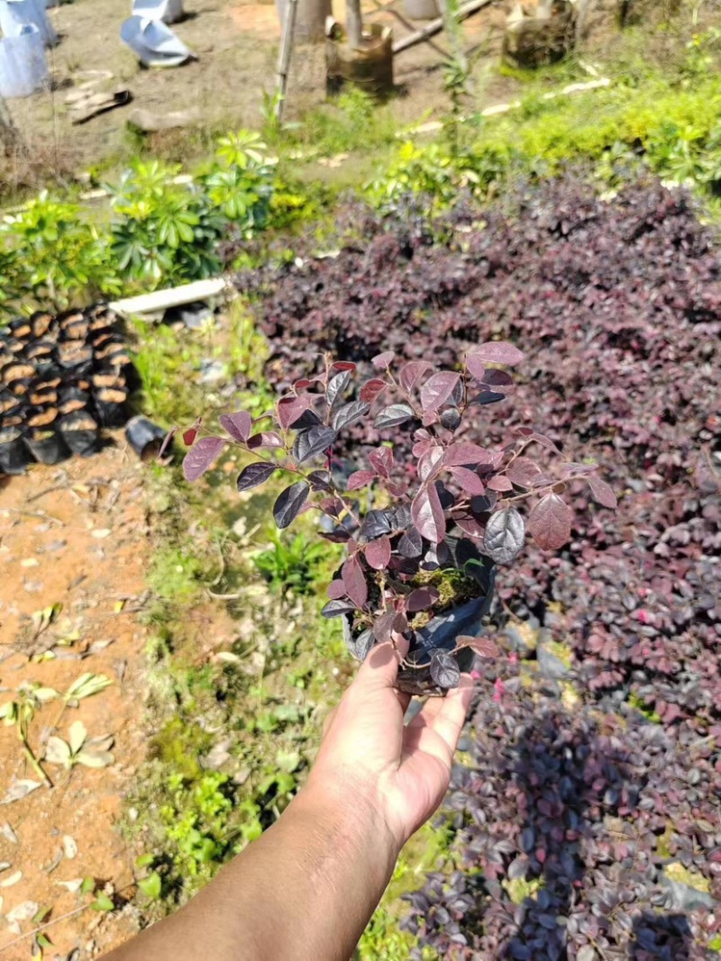 红花继木小袋中袋布袋基地直销规格齐全欢迎老板来电咨询