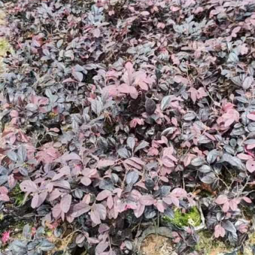 红花继木小袋中袋布袋基地直销规格齐全欢迎老板来电咨询