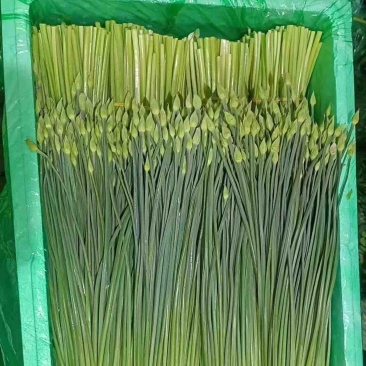 精品韭菜苔韭苔