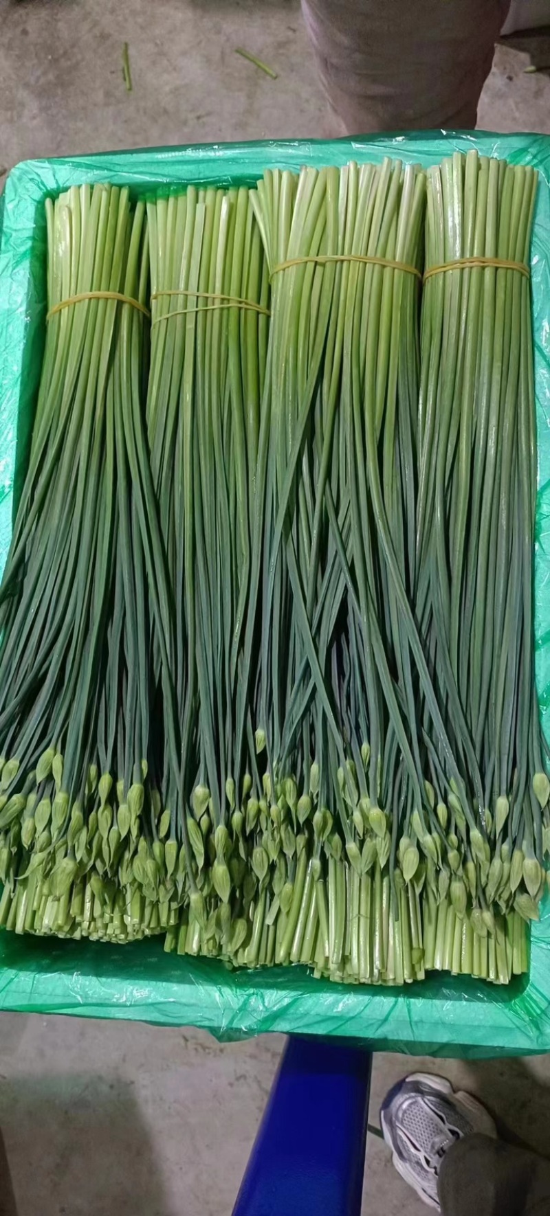 精品韭菜苔韭苔