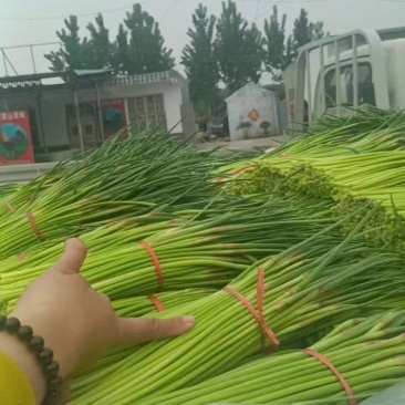 山东蒜苔红帽蒜苔大量上市，长度25公分以上，一条龙服务可