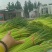 山东蒜苔红帽蒜苔大量上市，长度25公分以上，一条龙服务可