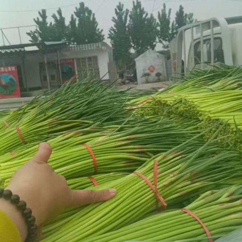 山东蒜苔红帽蒜苔大量上市，长度25公分以上，一条龙服务可