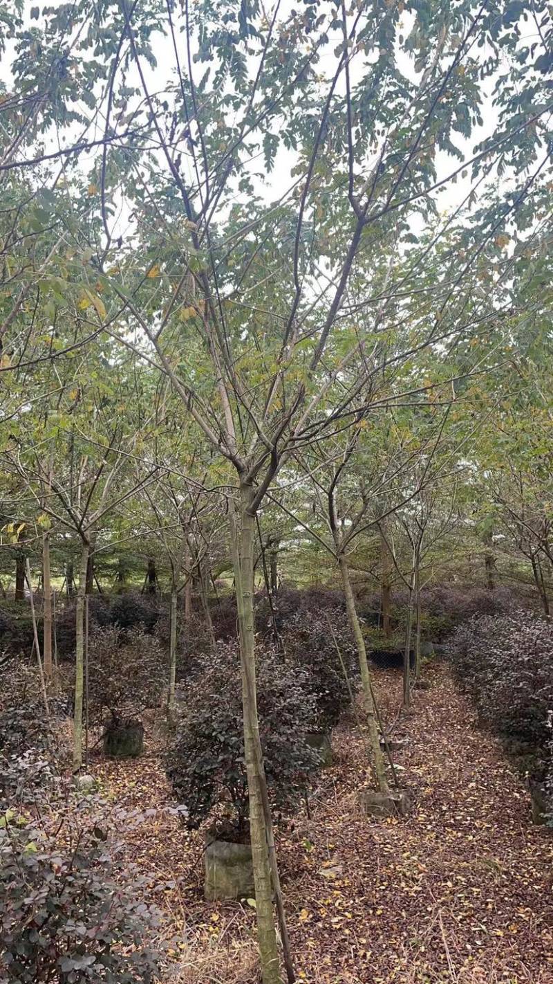 黄槐基地直销规格齐全有需要绿化苗木的老板欢迎来电咨询