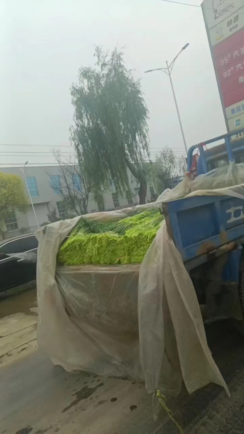 山东蒜苔红帽蒜苔大量上市，长度25公分以上，一条龙服务可