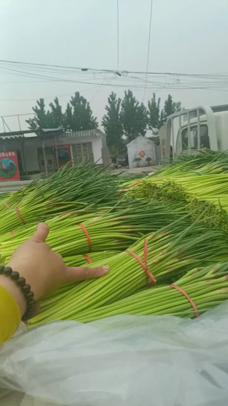 山东蒜苔红帽蒜苔大量上市，长度25公分以上，一条龙服务可