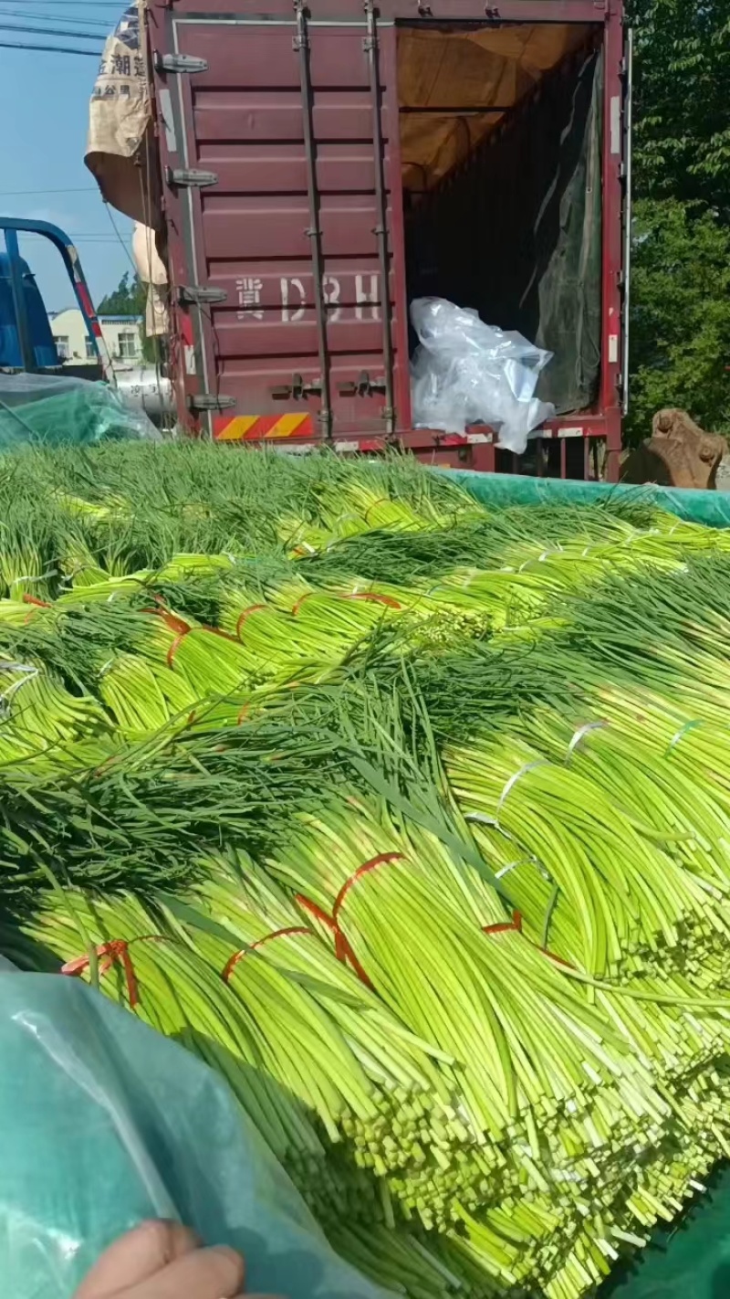 山东蒜苔红帽蒜苔大量上市，长度25公分以上，一条龙服务可
