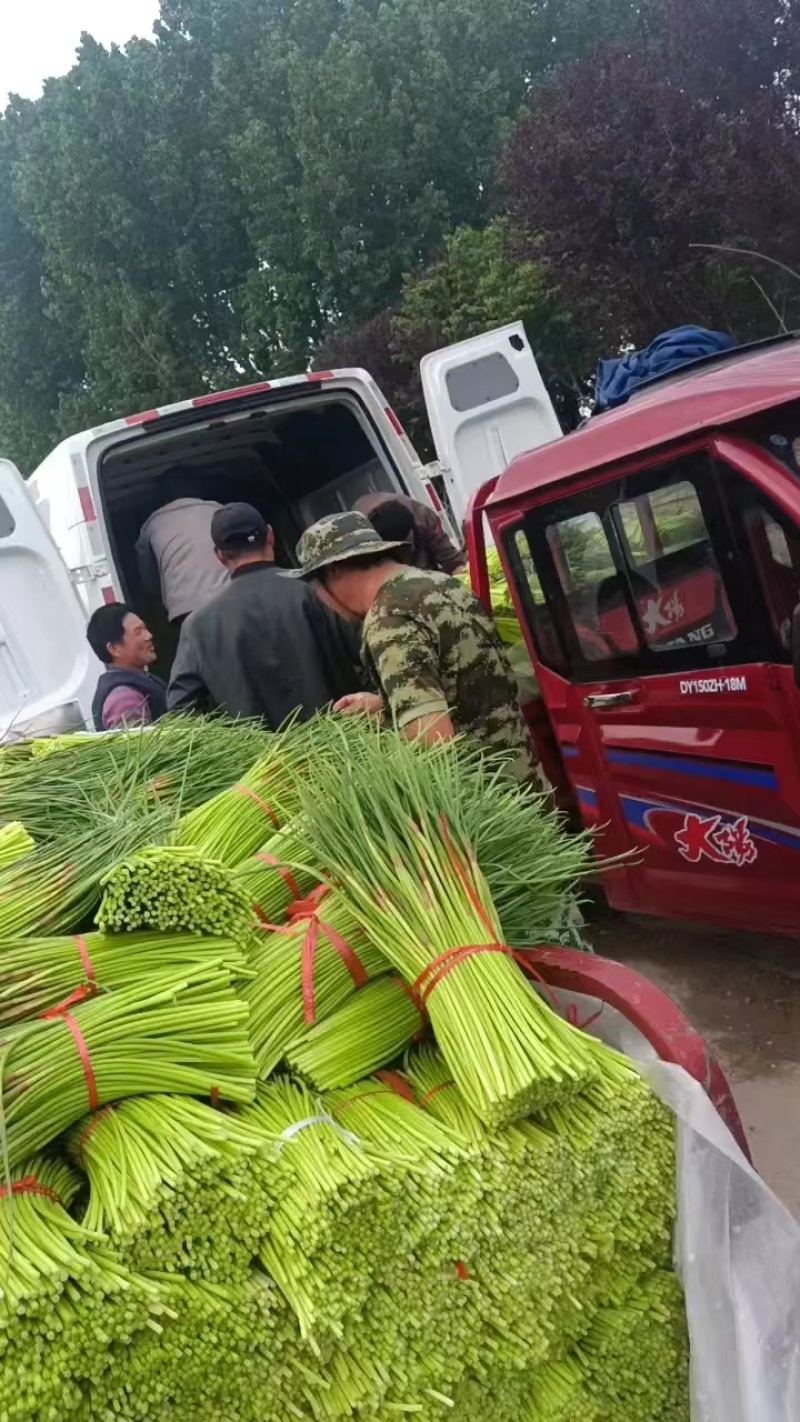 山东蒜苔红帽蒜苔大量上市，长度25公分以上，一条龙服务可