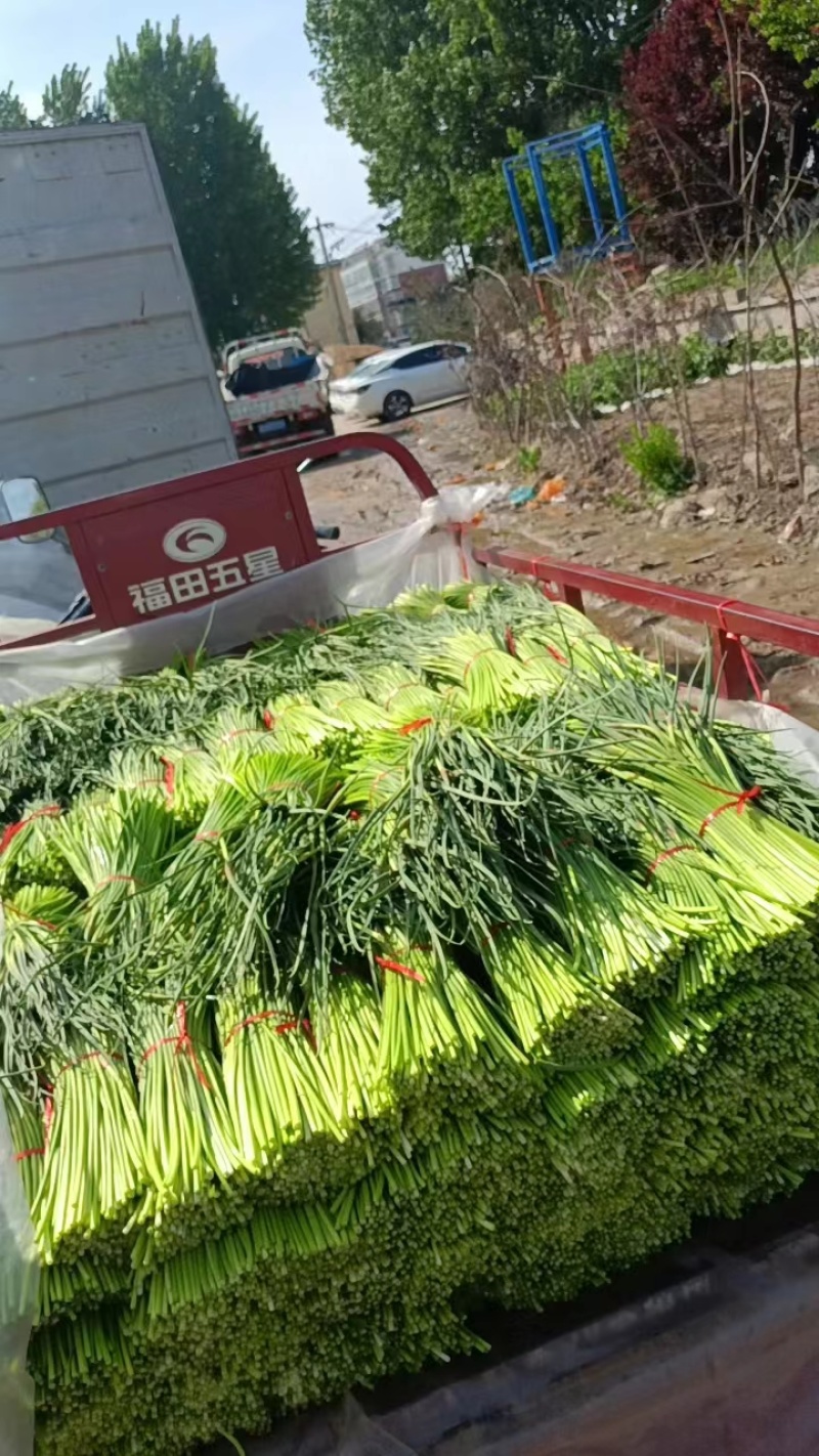山东蒜苔红帽蒜苔大量上市，长度25公分以上，一条龙服务可