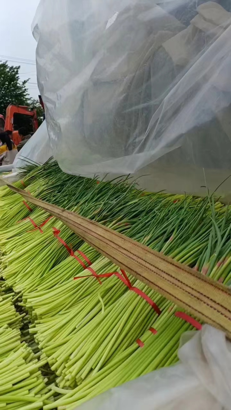 山东蒜苔红帽蒜苔大量上市，长度25公分以上，一条龙服务可