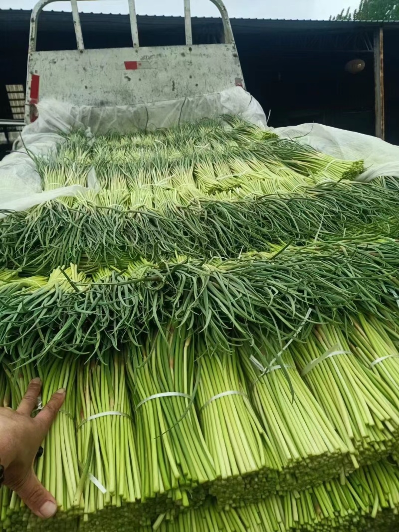 山东蒜苔红帽蒜苔大量上市，长度25公分以上，一条龙服务可