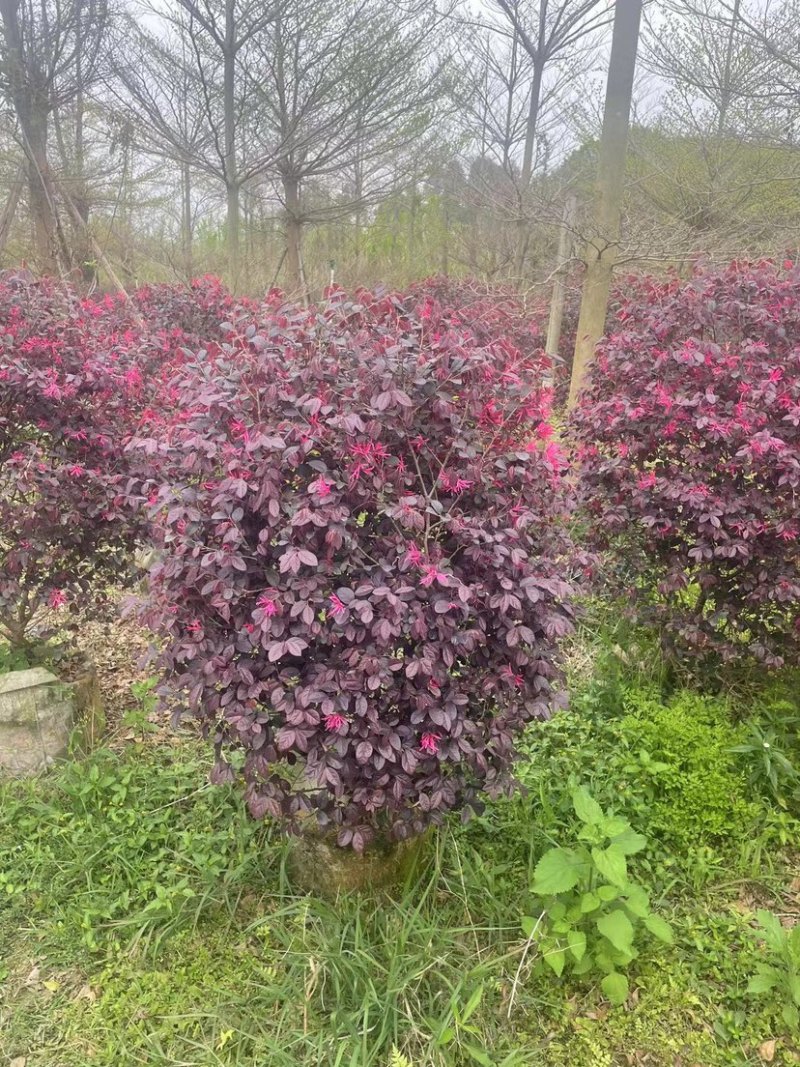 红花继木球基地直销规格齐全欢迎老板来电咨询合作
