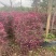 红花继木球基地直销规格齐全欢迎老板来电咨询合作