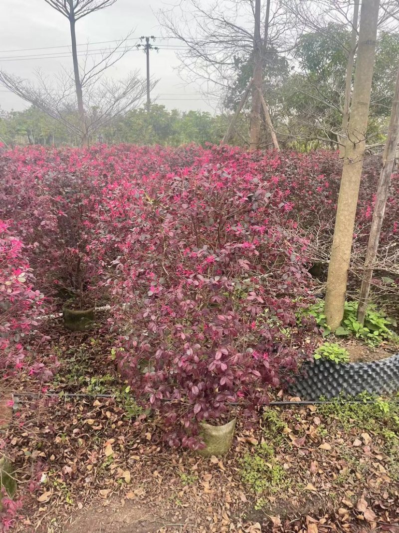 红花继木球基地直销规格齐全欢迎老板来电咨询合作
