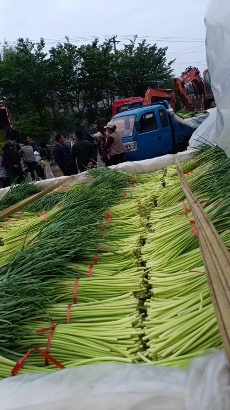 山东红帽蒜薹平邑产地万亩产区现摘现发对接市场电商商场订货