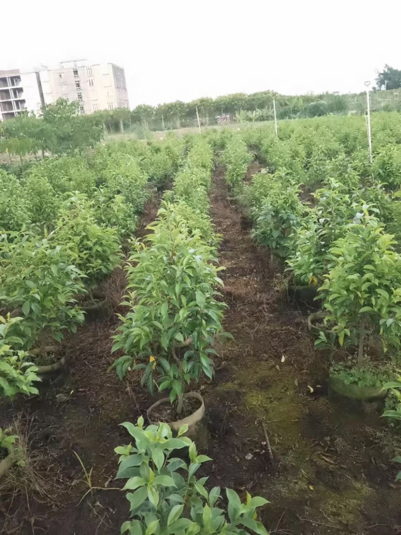 红果冬青基地直销规格齐全欢迎老板来电咨询合作