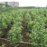 红果冬青基地直销规格齐全欢迎老板来电咨询合作