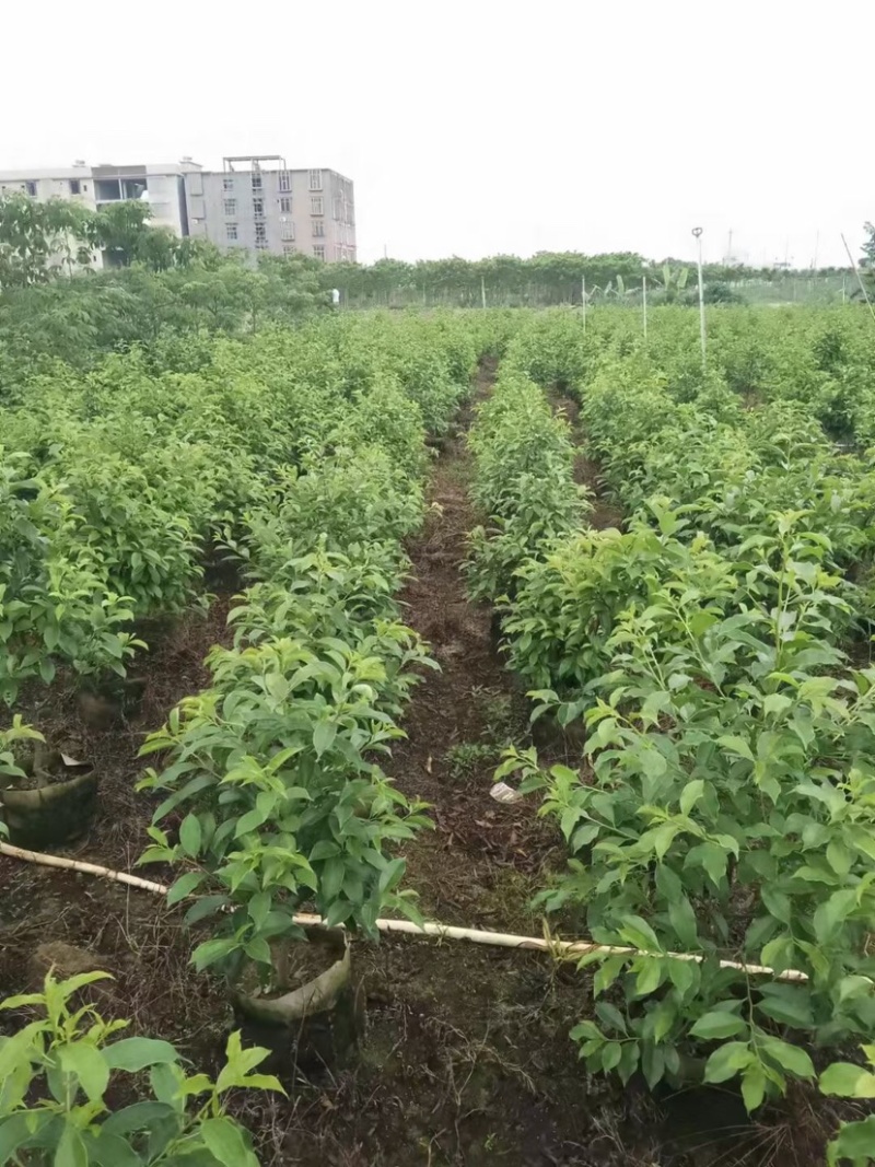 红果冬青基地直销规格齐全欢迎老板来电咨询合作