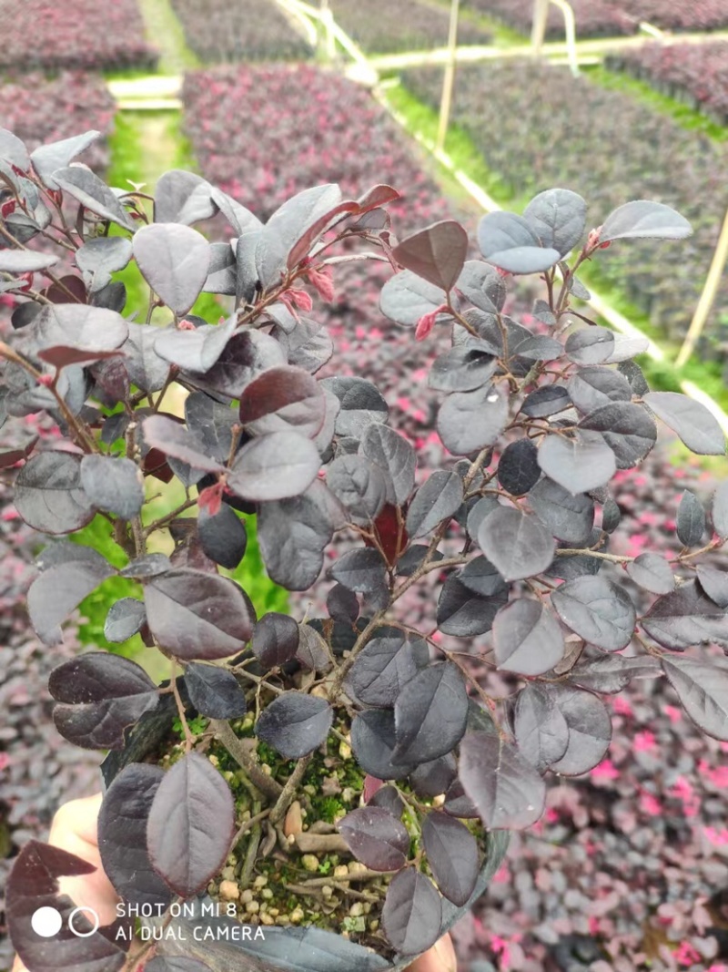 红花继木小袋中袋布袋基地直销质量优质欢迎老板来电咨询