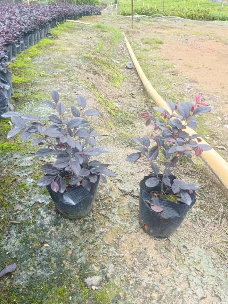 红花继木小袋中袋布袋基地直销质量优质欢迎老板来电咨询