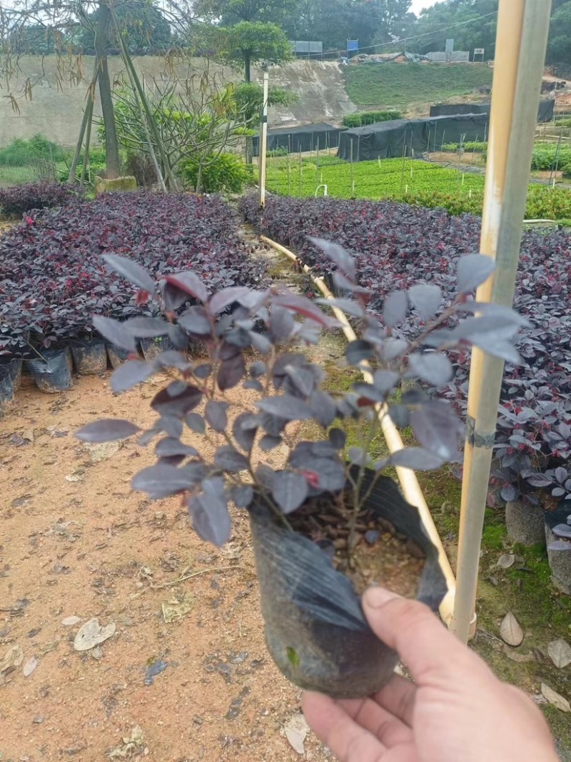 红花继木小袋中袋布袋基地直销质量优质欢迎老板来电咨询
