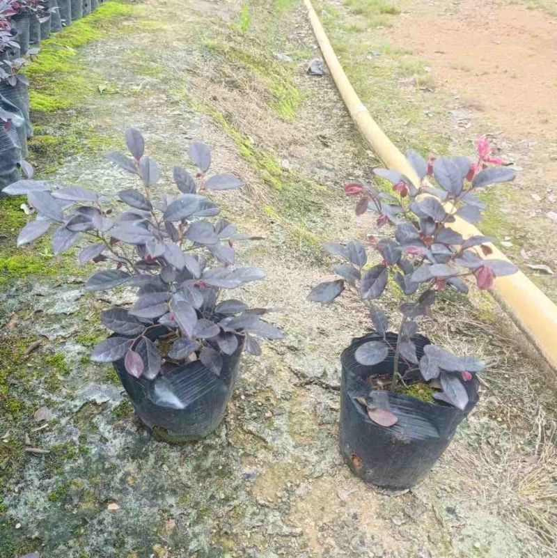 红花继木小袋中袋布袋基地直销质量优质欢迎老板来电咨询