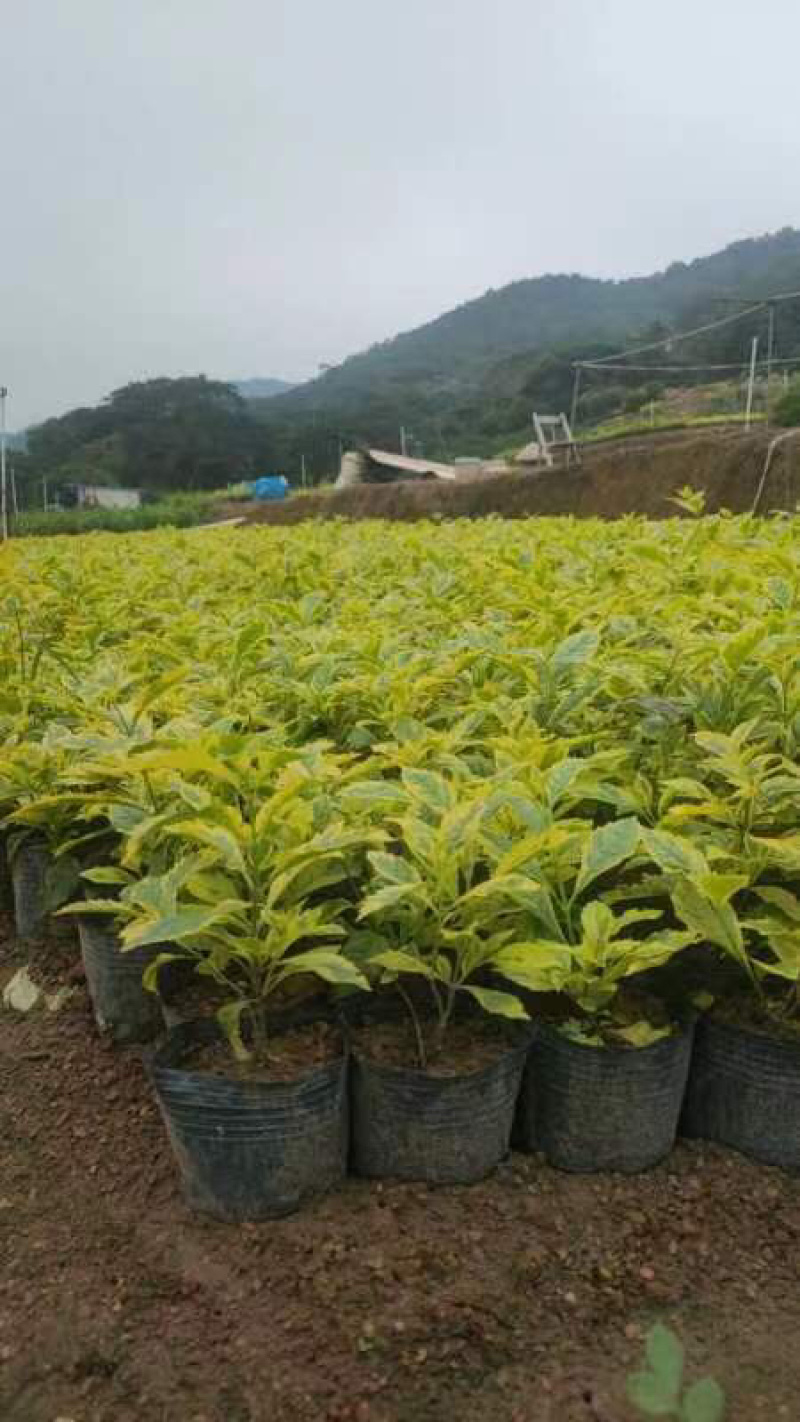 金叶假连翘基地直销规格各种质量优质欢迎老板来电咨询