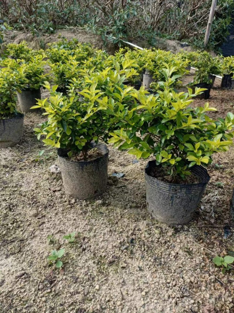 金叶假连翘基地直销规格各种质量优质欢迎老板来电咨询
