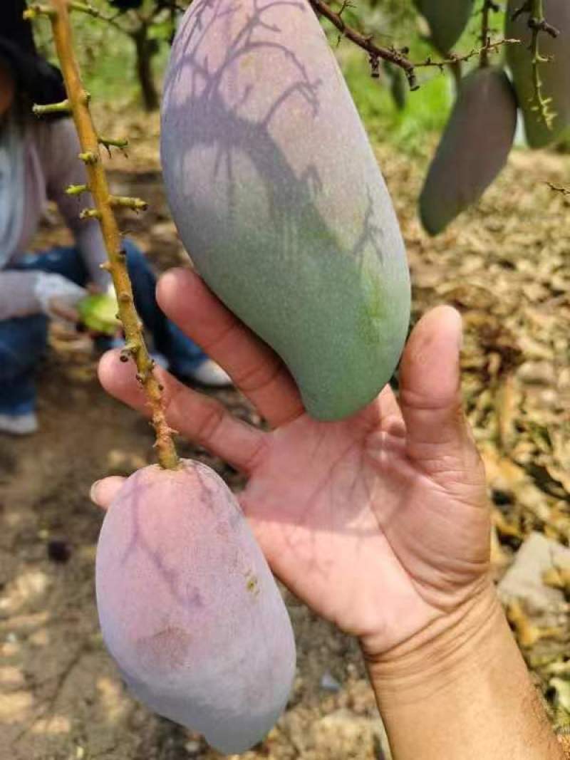 【推荐】海南贵妃芒一手货源供应市场商超诚信经营