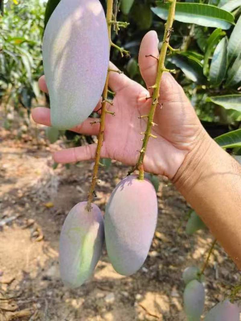 【推荐】海南贵妃芒一手货源供应市场商超诚信经营