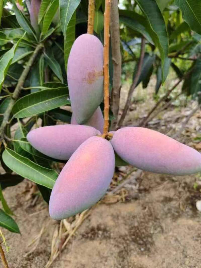 【推荐】海南贵妃芒一手货源供应市场商超诚信经营
