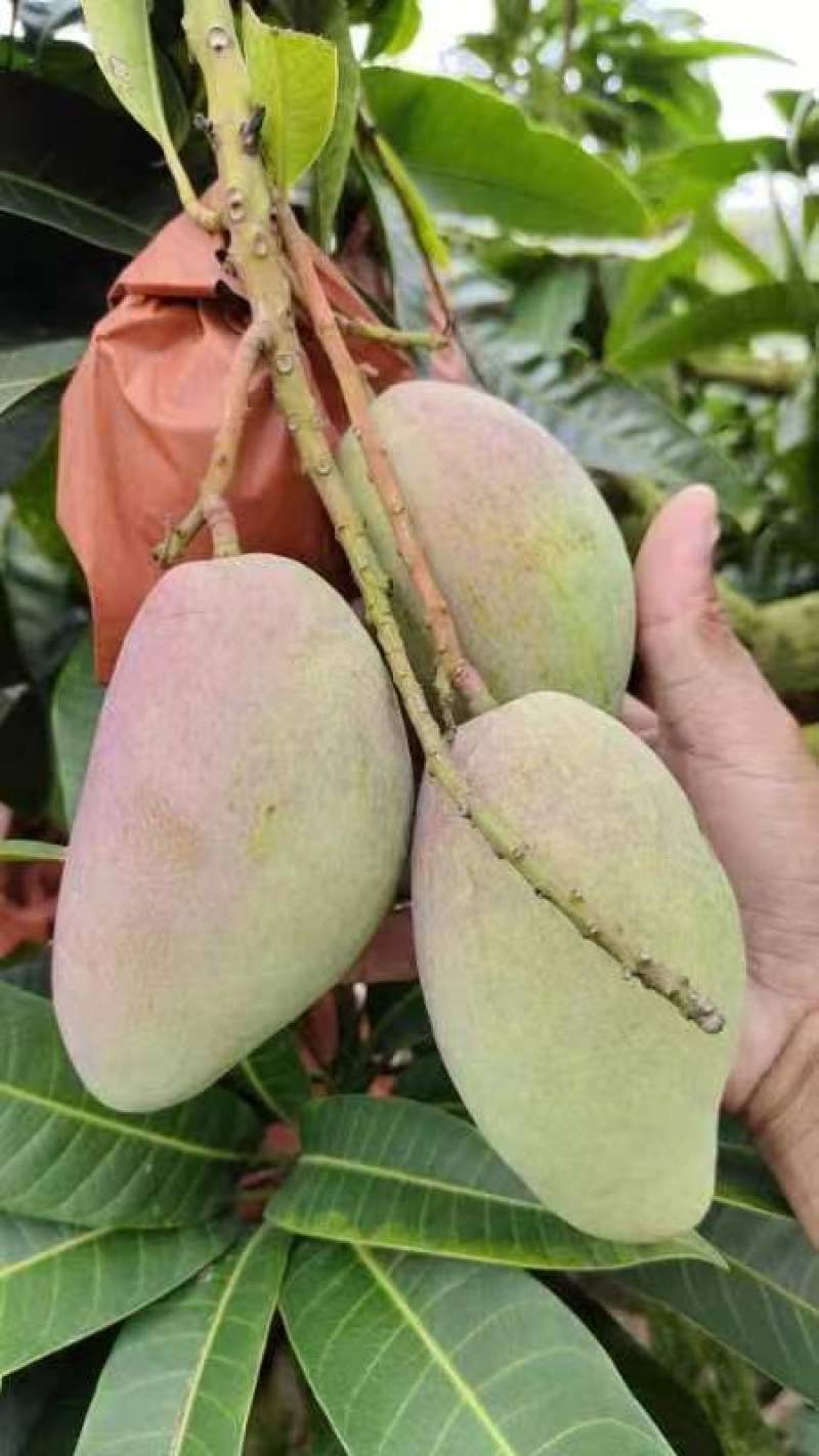 【推荐】海南贵妃芒一手货源供应市场商超诚信经营