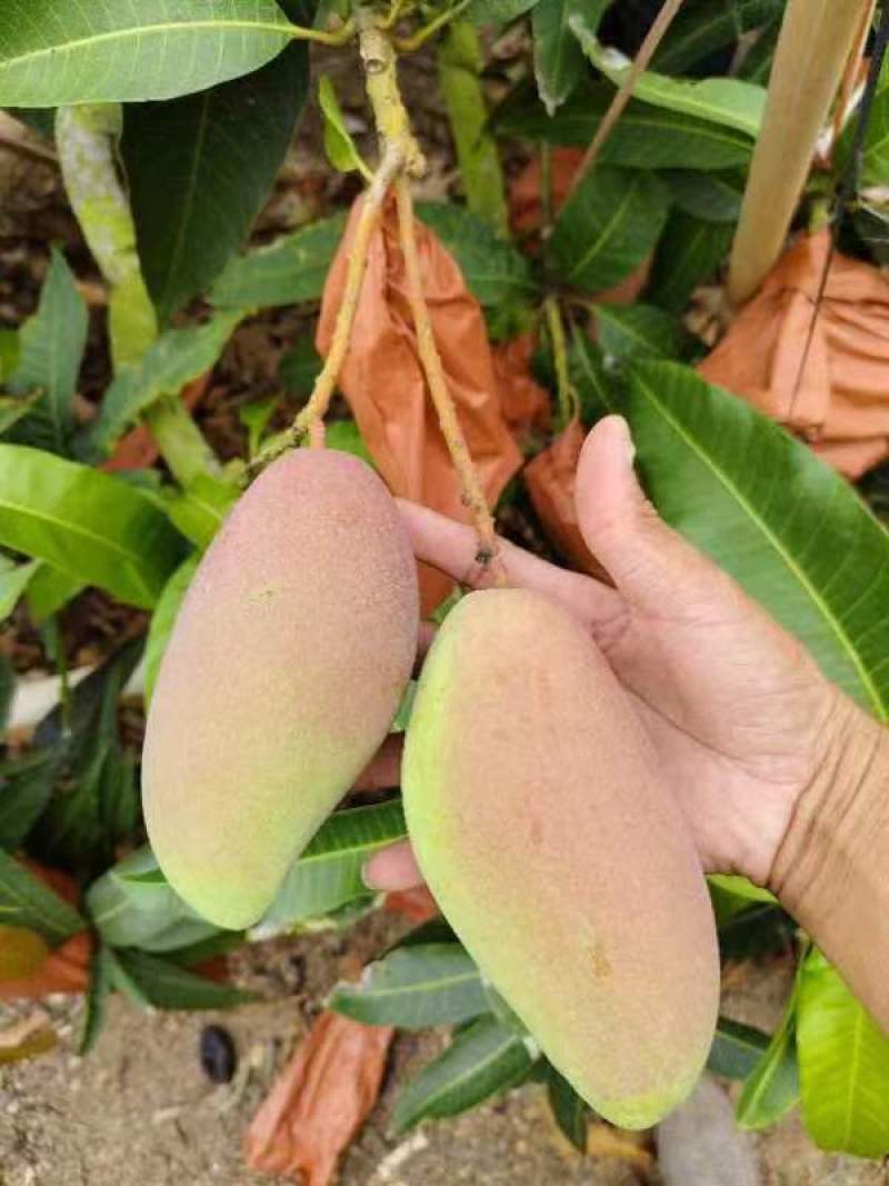 【推荐】海南贵妃芒一手货源供应市场商超诚信经营