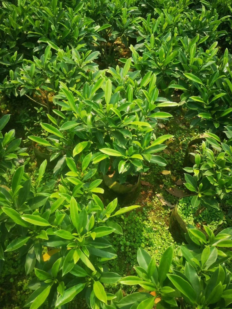 非洲茉莉小袋中袋布袋基地直销质量优质欢迎老板来电咨询