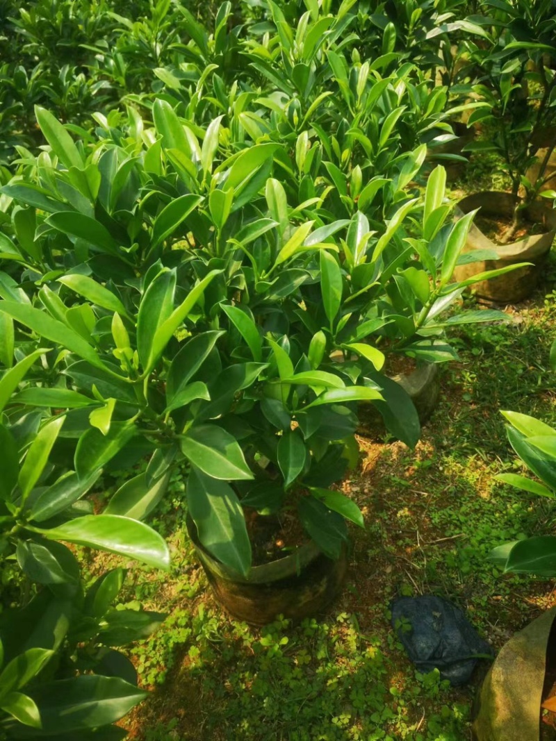 非洲茉莉小袋中袋布袋基地直销质量优质欢迎老板来电咨询