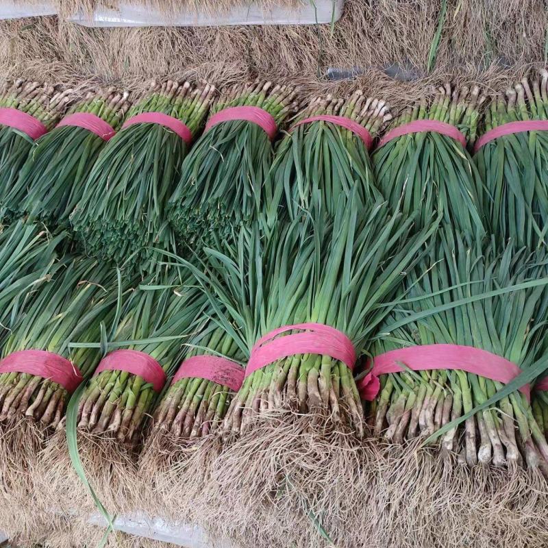 红根蒜苗，河南蒜苗产地一手货源直发，无中间商，专业代办