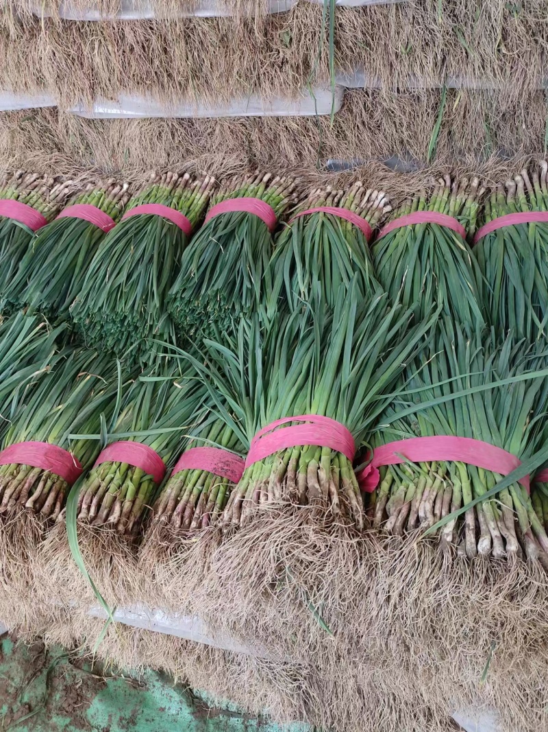红根蒜苗，河南蒜苗产地一手货源直发，无中间商，专业代办