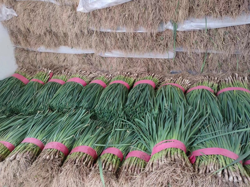 红根蒜苗，河南蒜苗产地一手货源直发，无中间商，专业代办